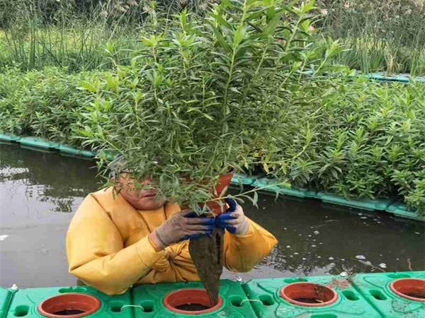 生態(tài)浮島施工